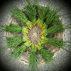 PLANTS.        Marsh Samphire