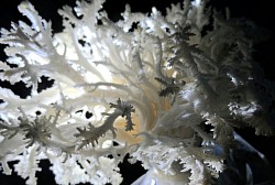 FUNGI.    Coral Mushroom
