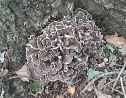 The Excellent Edible Hen of the Wood  Sept- Nov 