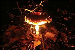  Fly Agaric, properties and Mythologies throughout History