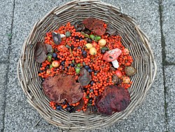 An Autumn forage basket that hasn't changed for 1000,s of years.