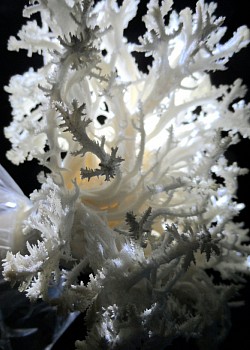 The Delicate Gourmet Coral Mushroom
