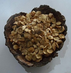 Wooden Bowl of the tasty Fairy Ring Mushrooms