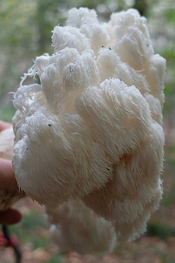 The rare Medicinal White Cloud Mushroom 