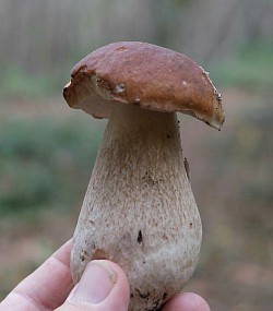 The Famous Gourmet Cep .