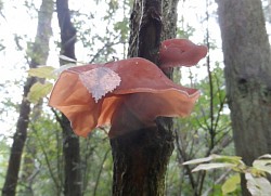 Medicinal Jews Ear also known as the Chinese Black Mushroom.