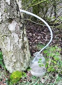 Typical technique for tapping the  Birch Sap