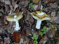 Edible and Deadly growing next to each other, Death cap left with the edible yellow Russula