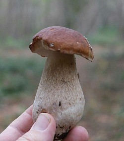 Ceps one of the top edibles highly prized with chefs..